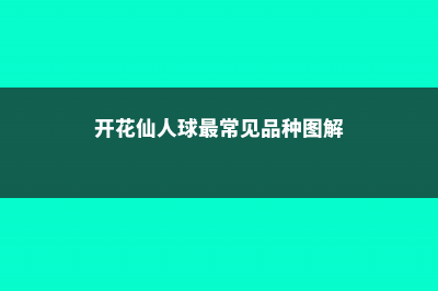 开花仙人球最常见品种 (开花仙人球最常见品种图解)