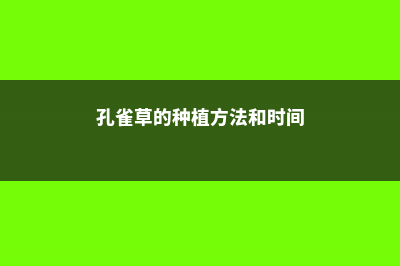 孔雀草的养殖方法和注意事项 (孔雀草的种植方法和时间)