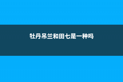 牡丹吊兰和田七有什么区别 (牡丹吊兰和田七是一种吗)