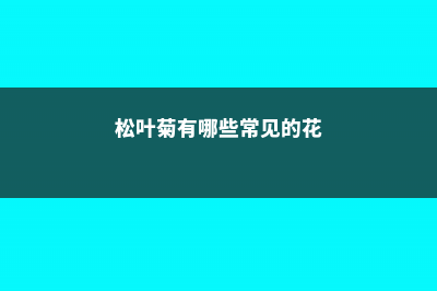 松叶菊有哪些常见的品种 (松叶菊有哪些常见的花)