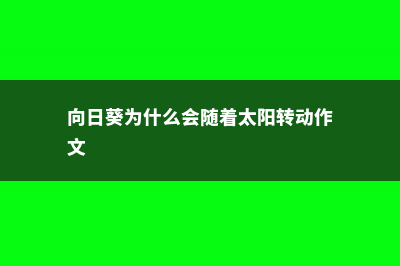 向日葵为什么会向着太阳 (向日葵为什么会随着太阳转动作文)