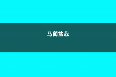 马蔺的养殖方法和注意事项 (马蔺盆栽)