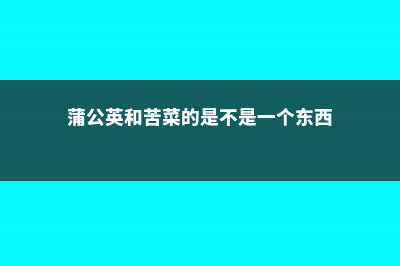 蒲公英和苦菜的区别 (蒲公英和苦菜的是不是一个东西)