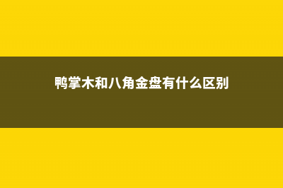 八角金盘和鸭脚木、孔雀木的区别 (鸭掌木和八角金盘有什么区别)