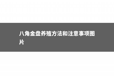 八角金盘的养殖方法和注意事项 (八角金盘养殖方法和注意事项图片)