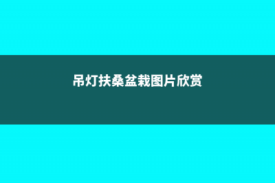 吊灯扶桑和扶桑的区别 (吊灯扶桑盆栽图片欣赏)