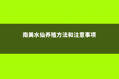 南美水仙的养殖方法 (南美水仙养殖方法和注意事项)