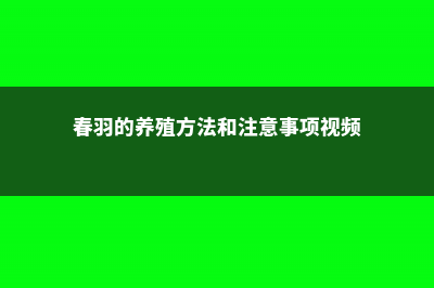 春羽的养殖方法和注意事项 (春羽的养殖方法和注意事项视频)