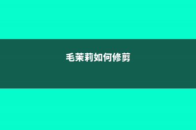 毛茉莉的养殖方法和注意事项 (毛茉莉如何修剪)