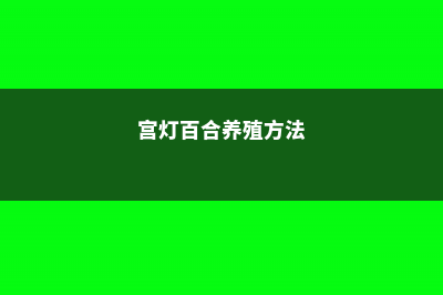 宫灯百合怎么养 (宫灯百合养殖方法)