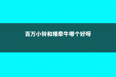 百万小铃和矮牵牛的区别 (百万小铃和矮牵牛哪个好呀)