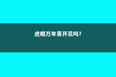 虎眼万年青开花吗 (虎眼万年青开花吗?)