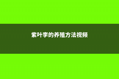 紫叶李的养殖方法和注意事项 (紫叶李的养殖方法视频)