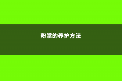 粉掌的养殖方法和注意事项 (粉掌的养护方法)