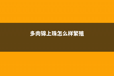 锦上珠、佛珠和京童子的差别 (多肉锦上珠怎么样繁殖)