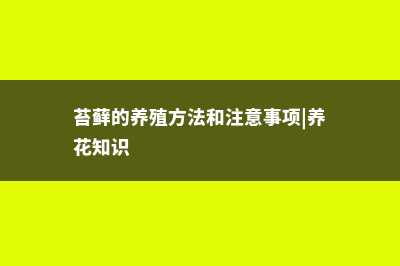 苔藓的养殖方法 (苔藓的养殖方法和注意事项|养花知识)