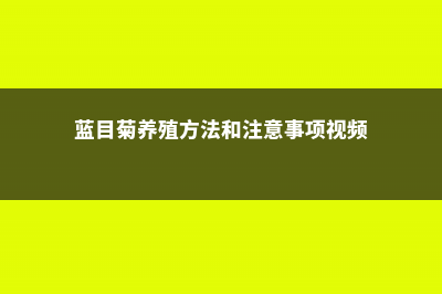 蓝目菊的养殖方法 (蓝目菊养殖方法和注意事项视频)