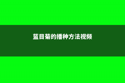 蓝目菊的播种方法 (蓝目菊的播种方法视频)