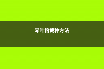 琴叶榕的种植方法 (琴叶榕栽种方法)