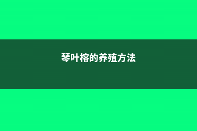 琴叶榕的养殖方法和注意事项 (琴叶榕的养殖方法)