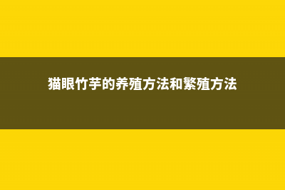 猫眼竹芋的养殖方法 (猫眼竹芋的养殖方法和繁殖方法)