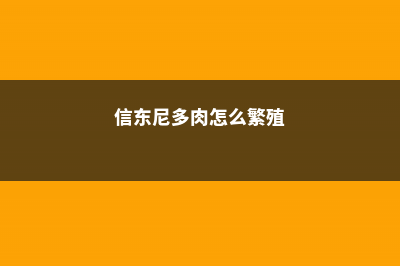 多肉植物信东尼的养殖方法 (信东尼多肉怎么繁殖)