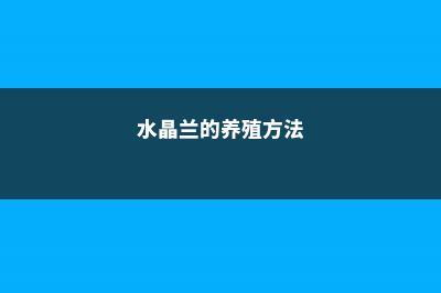 水晶兰的养殖方法 (水晶兰的养殖方法)