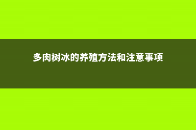 多肉植树冰怎么养 (多肉树冰的养殖方法和注意事项)