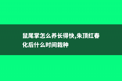 鼠尾掌怎么养 (鼠尾掌怎么养长得快,朱顶红春化后什么时间栽种)