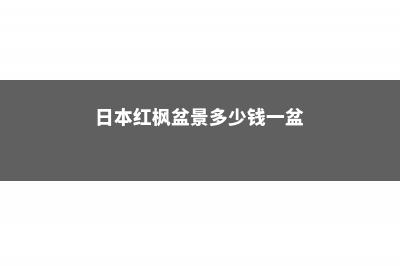 日本红枫盆景怎么养 (日本红枫盆景多少钱一盆)