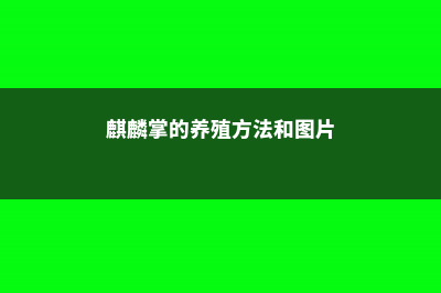 麒麟掌的养殖方法和注意事项 (麒麟掌的养殖方法和图片)