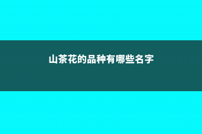 山茶花的品种有哪些 (山茶花的品种有哪些名字)