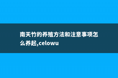 南天竹的养殖方法和注意事项 (南天竹的养殖方法和注意事项怎么养起,celowu)