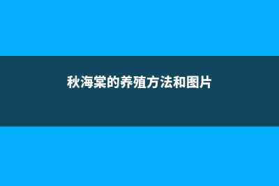 秋海棠的养殖方法 (秋海棠的养殖方法和图片)