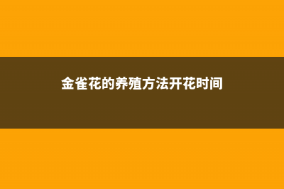 金雀花的养殖方法和注意事项 (金雀花的养殖方法开花时间)