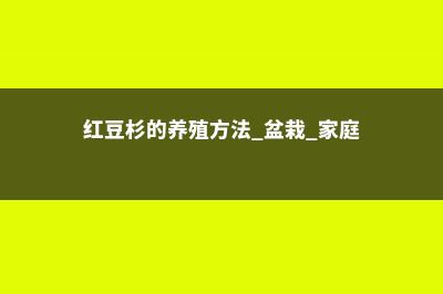 红豆杉的养殖方法和注意事项 (红豆杉的养殖方法 盆栽 家庭)