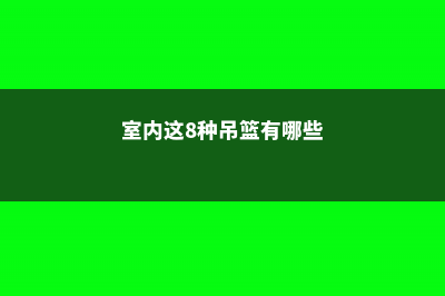 室内这8种吊篮植物一长一大丛 (室内这8种吊篮有哪些)