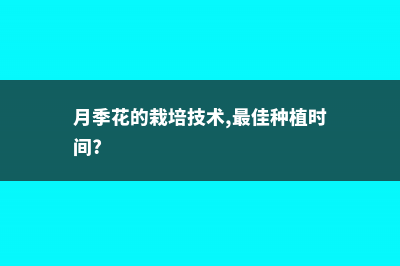 月季的种植时间 (月季花的栽培技术,最佳种植时间?)