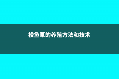 梭鱼草的养殖方法和注意事项 (梭鱼草的养殖方法和技术)