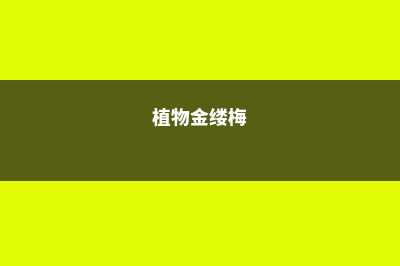 金缕梅的养殖方法和注意事项 (植物金缕梅)