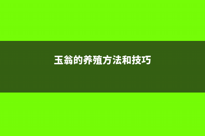 玉翁的养殖方法和注意事项 (玉翁的养殖方法和技巧)