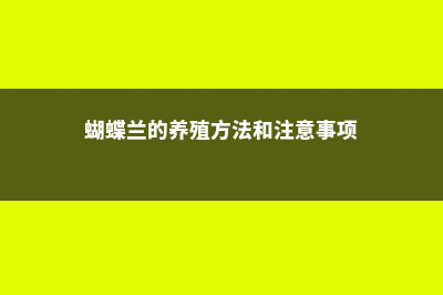 铁兰的养殖方法和注意事项 (蝴蝶兰的养殖方法和注意事项)