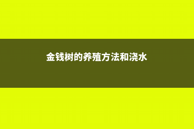 金钱树的养殖方法 (金钱树的养殖方法和浇水)