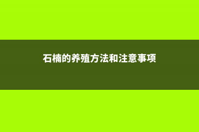 石楠的养殖方法和注意事项 (石楠的养殖方法和注意事项)