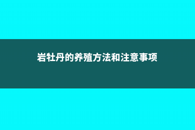 岩牡丹的养殖方法和注意事项 (岩牡丹的养殖方法和注意事项)