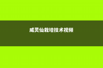 威灵仙的养殖方法和注意事项 (威灵仙栽培技术视频)