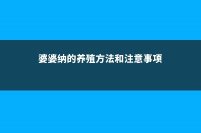 婆婆纳的养殖方法和注意事项 (婆婆纳的养殖方法和注意事项)