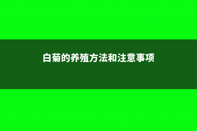 白布菊的养殖方法和注意事项 (白菊的养殖方法和注意事项)