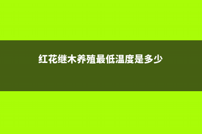 红花继木的养殖方法和注意事项 (红花继木养殖最低温度是多少)