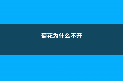 为何我家菊花不开花？答案都在这里了！ (菊花为什么不开)